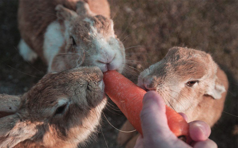 Сколько живет и ест кролик