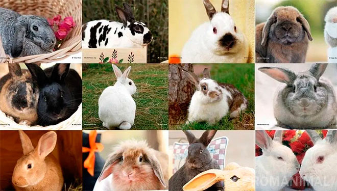 Самые прибыльные породы кроликов