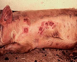 Как протекает оспа у свиней: диагностика и лечение
