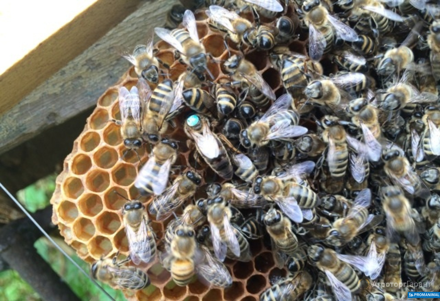 Купить пчел мордовия