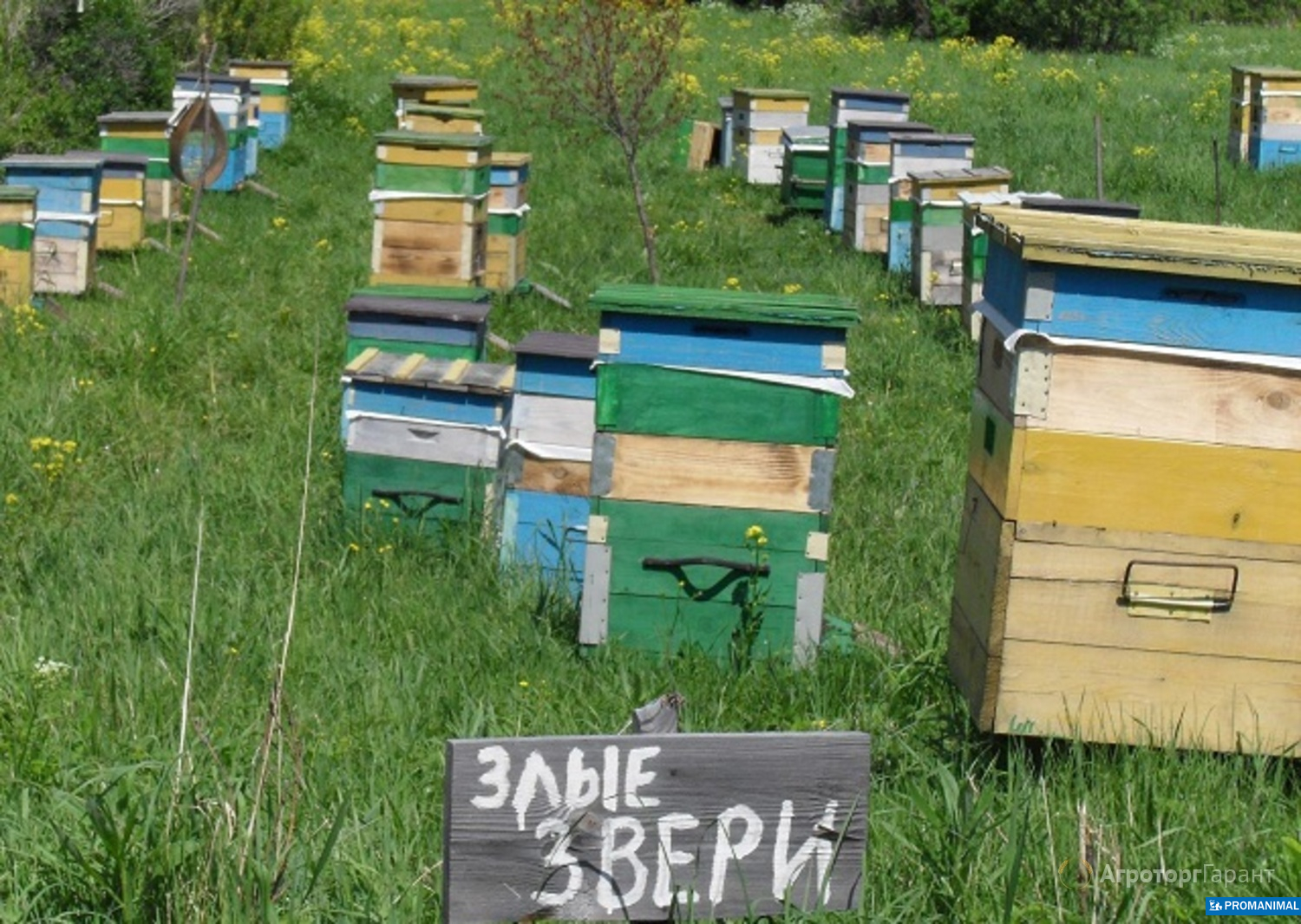 Купить пчел в белгородской